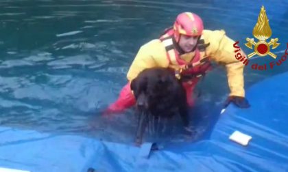 Cane cade in piscina e non riesce più a uscire