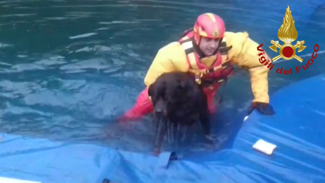 Cane cade in piscina e non riesce più a uscire