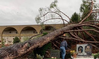 Maltempo a Olgiate Comasco: alberi caduti, chiuso il cimitero FOTO