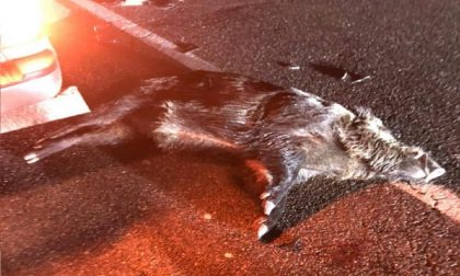 Cinghiale investito nel Cremasco FUORI PROVINCIA