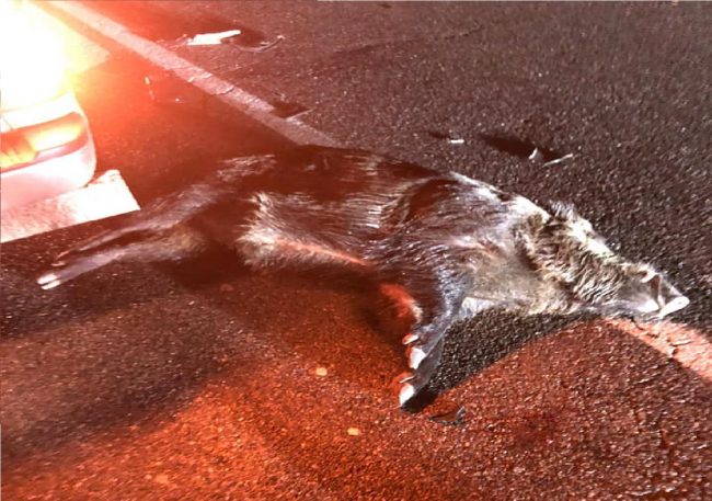 Cinghiale investito nel Cremasco FUORI PROVINCIA