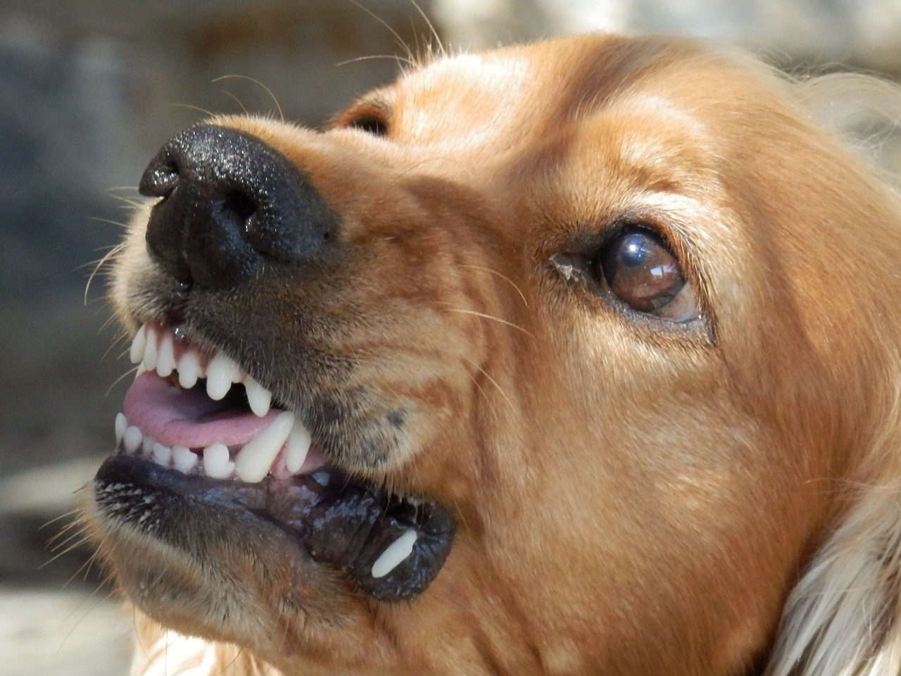 Paura per un bambino morso da un cane sulla Novedratese