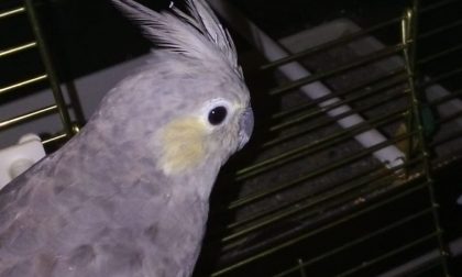 Pappagallo smarrito a Cantù, l'appello della famiglia: "Aiutateci a cercarlo"