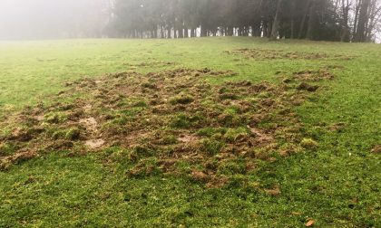 Cinghiali invadono i prati a fieno vicino alla frontiera intelvese