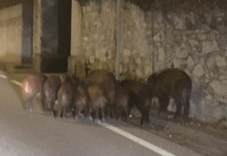 Cinghiali a spasso per il paese e sulla Provinciale Como-Lecco