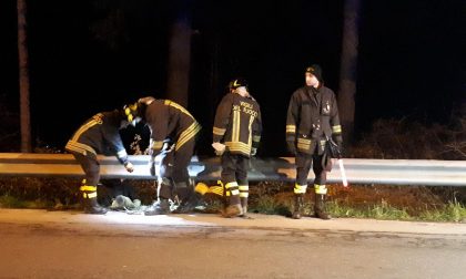 Spaventata dai botti, pecora fugge e rimane intrappolata