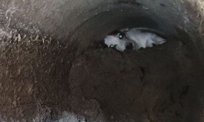 Da Como a Basiano per salvare un cane incastrato in un tubo da due giorni