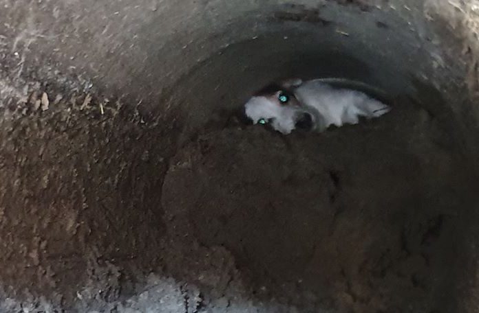 Da Como a Basiano per salvare un cane incastrato in un tubo da due giorni
