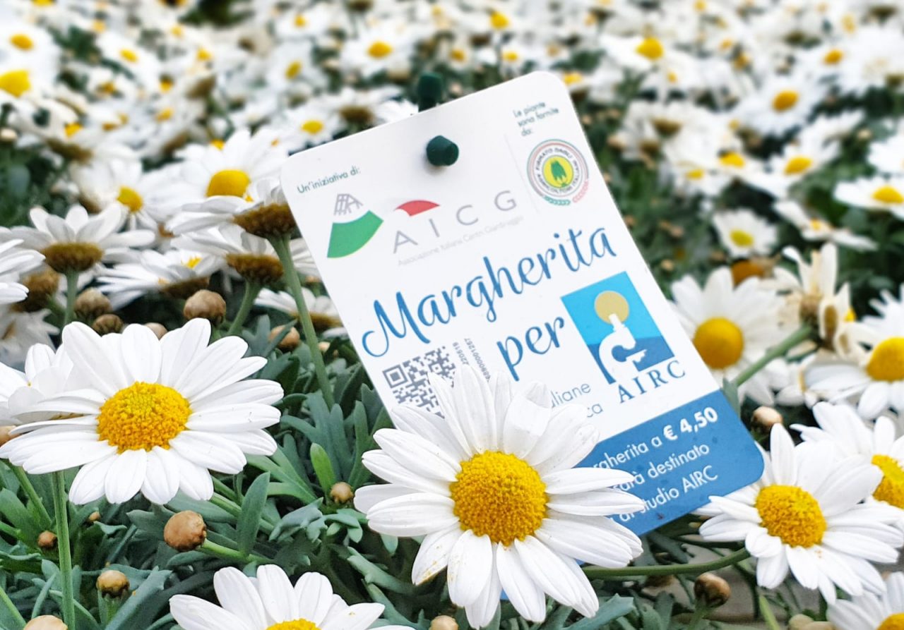 Margherita per Airc: l’iniziativa benefica al via il 6 marzo