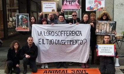 Animal save Como a Saronno: "No al circo con gli animali"