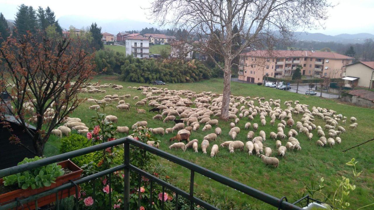 Strade deserte: che meraviglia il “concerto” di un gregge di pecore – FOTO e VIDEO