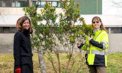ForestiAmo Como, Anna e la ricerca di spazi per gli alberi. Lechler ne accoglie 23