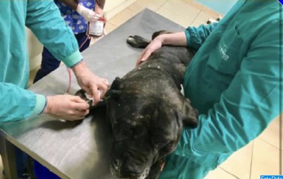 Storie ai tempi del Coronavirus: Tokyo, gigante a quattro zampe che dona il sangue