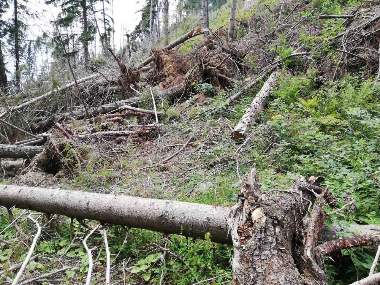 Tempesta Vaia arrivano finanziamenti da Regione per gli interventi