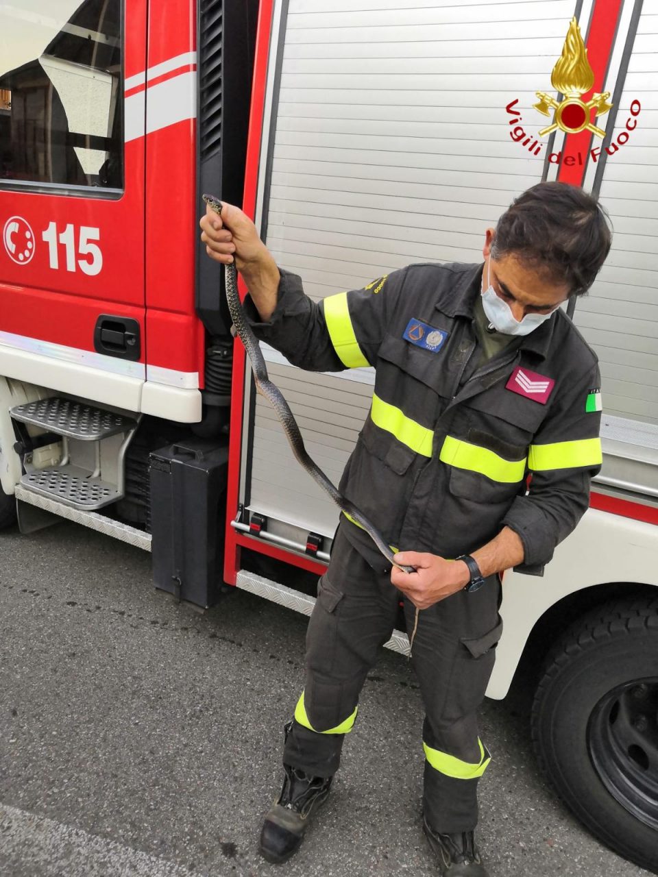 Il serpente si nasconde in un box: lo catturano i Vigili del Fuoco
