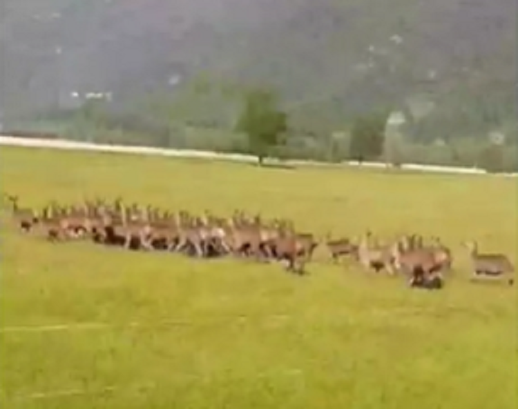 Branco di cervi attraversa la strada VIDEO