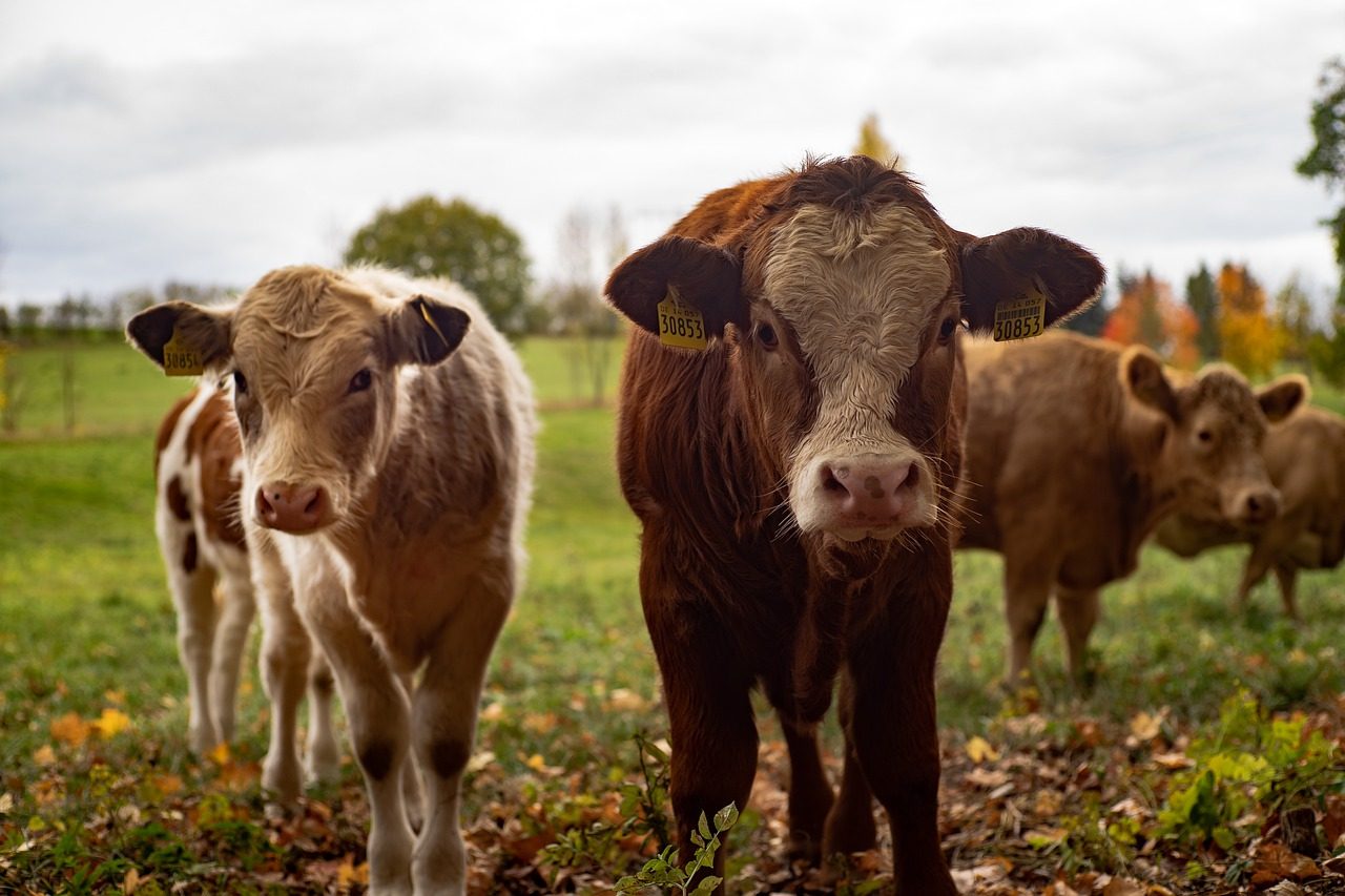 Caldo: danni anche per gli animali, produzione fino al 15% di latte in meno