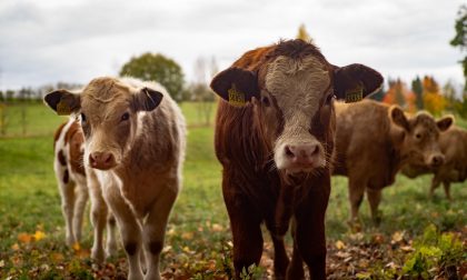 Vandalismi all'azienda agricola Valtorta di Cantù: "Temo siano stati gli animalisti"