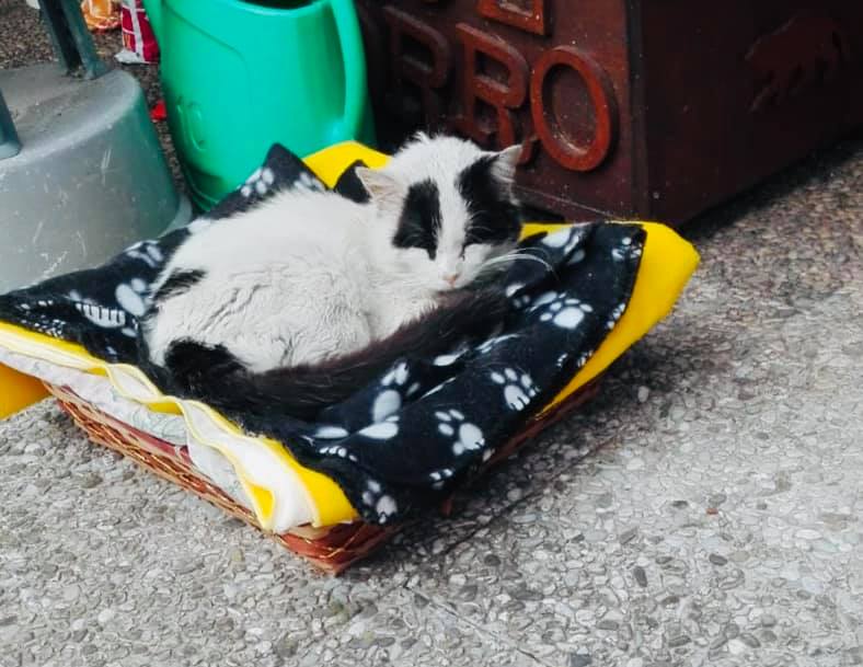 Condomini fanno una colletta per salvare un gatto randagio: Zorro non ce l’ha fatta