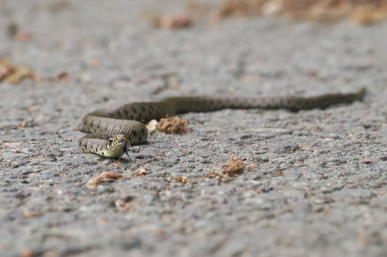 Serpente nell’acquedotto a Uggiate Trevano. Possibile carenza d’acqua al sistema