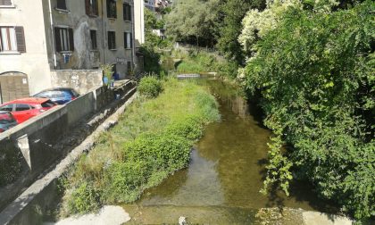 Pulizia torrente Cosia, Pd contro il Comune: "Lo sfalcio non è compito della Protezione Civile ma della Regione"