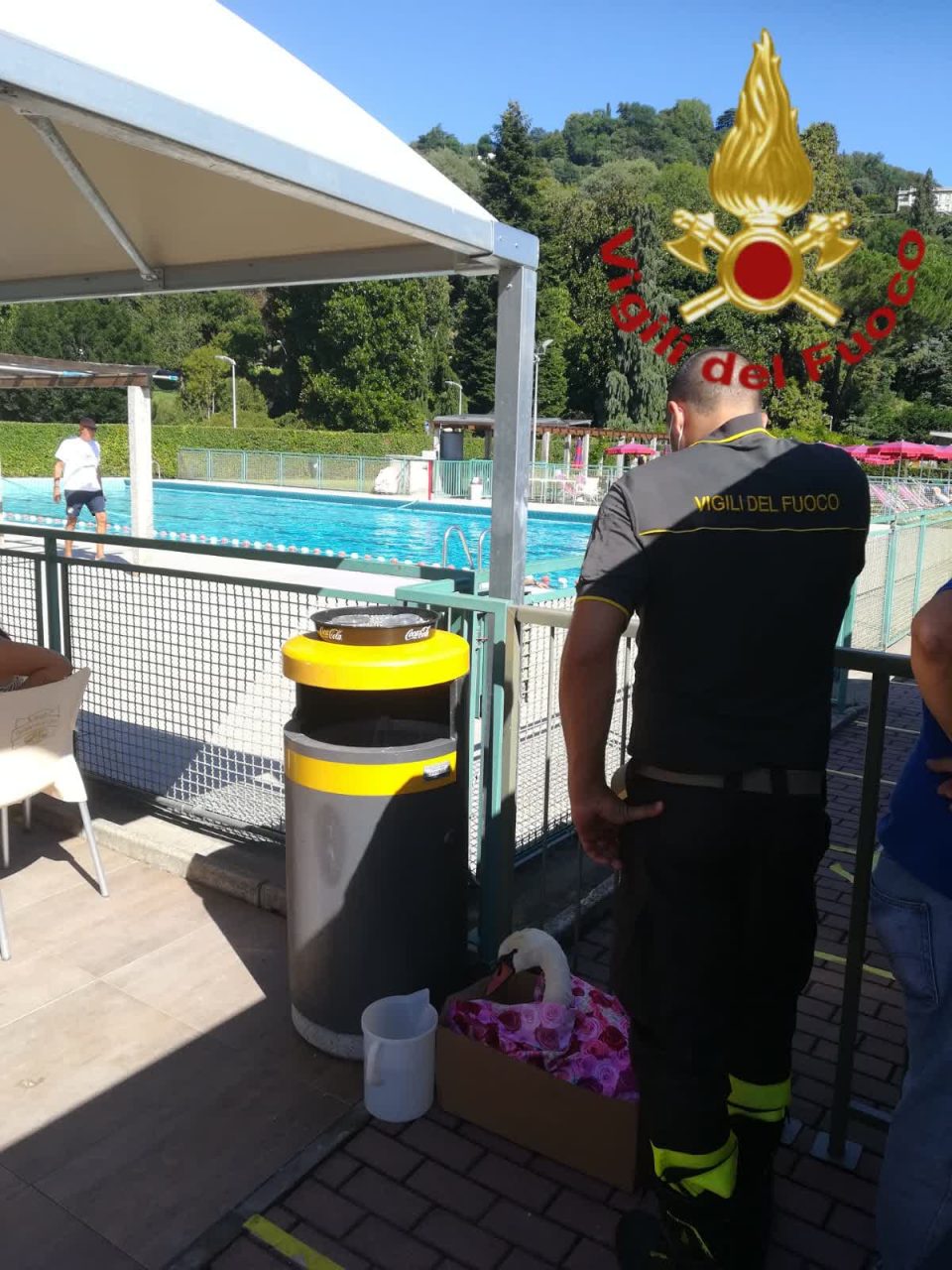 Cigno ferito a Como, lo salvano i Vigili del Fuoco
