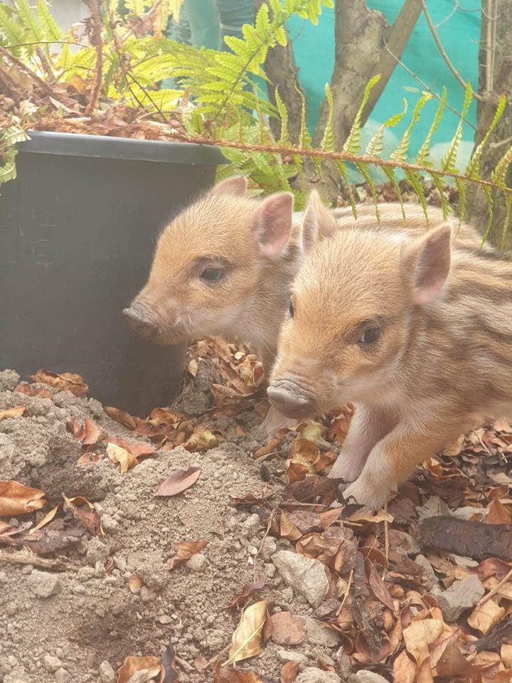 Tavernerio, trovano quattro cuccioli di cinghiale e li salvano
