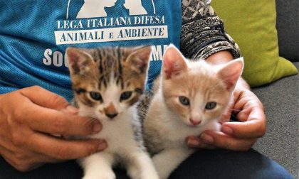Abbandona due gattini a Carimate, beccato dalle telecamere: la denuncia di Leidaa