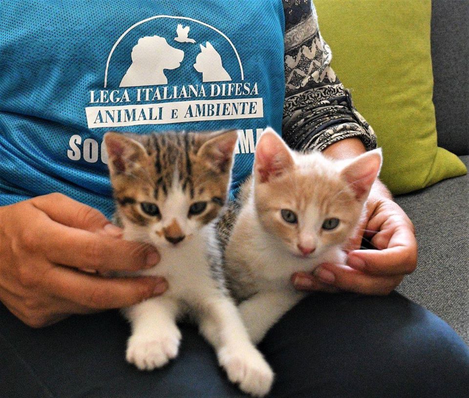 Abbandona due gattini a Carimate, beccato dalle telecamere: la denuncia di Leidaa