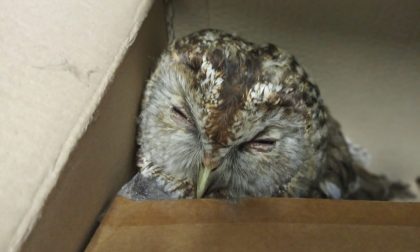 Rapace nel parco della stazione: la Prociv lo salva