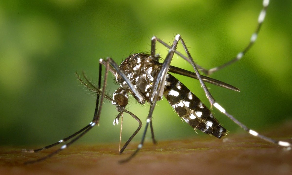 Febbre Dengue, due casi nell’Olgiatese