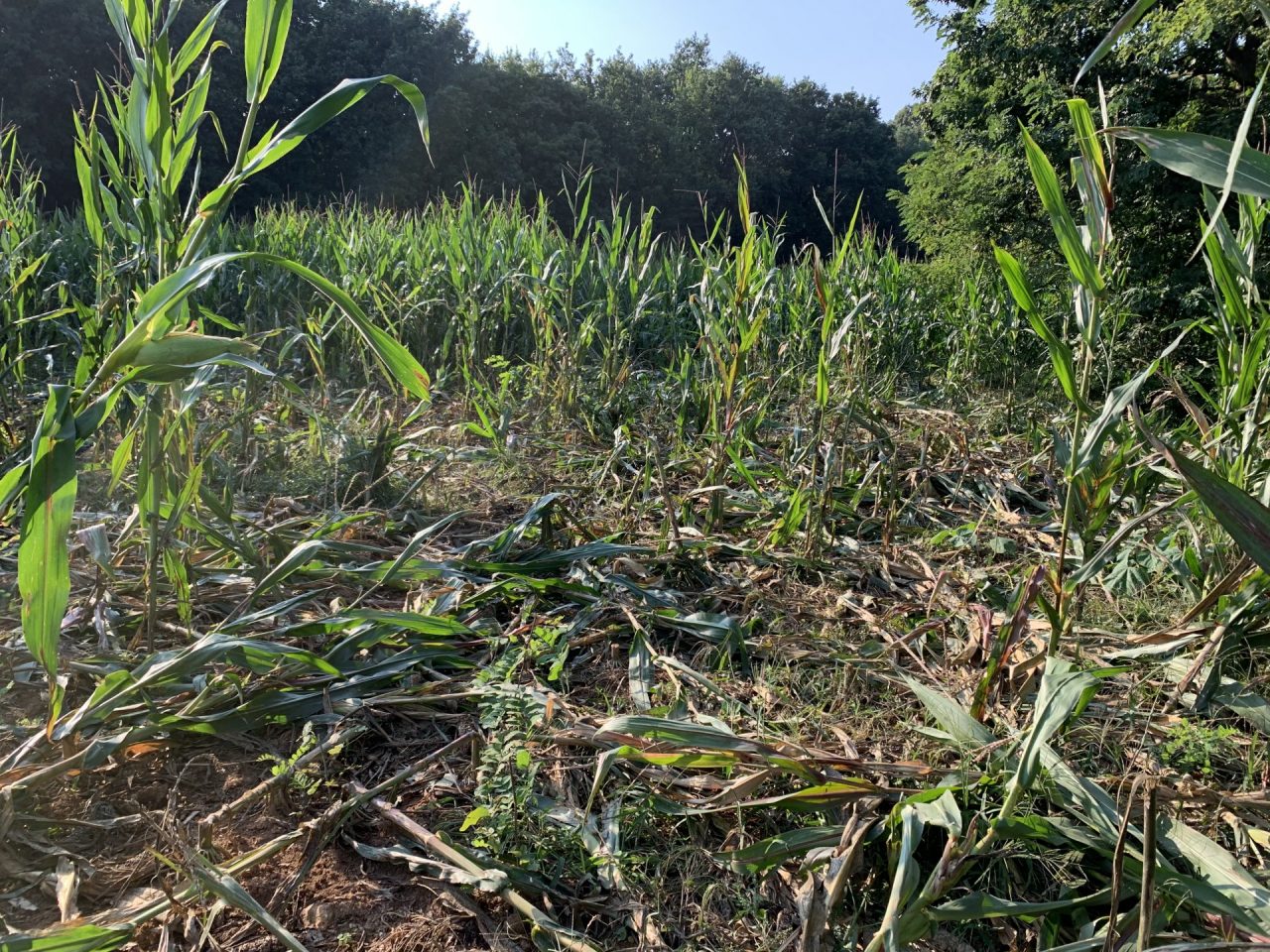 Campi devastati dai cinghiali, allevatori esasperati: “Metà raccolto da buttare”