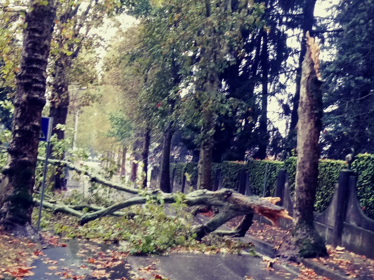 Maltempo: temporale, raffiche di vento e alberi caduti FOTO e VIDEO