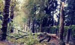 Maltempo: temporale, raffiche di vento e alberi caduti FOTO e VIDEO