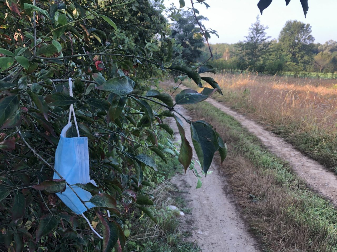 Mascherina sbocciata tra la vegetazione