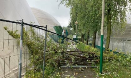 A Figino cade una pianta nel Centro sportivo comunale FOTO