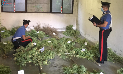 Coltivano una piantagione di canapa indiana: scoperti tre fratelli