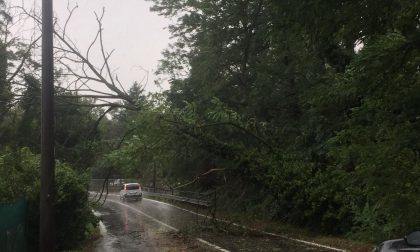 Maltempo e alberi caduti a Olgiate. La minoranza attacca: "Scarsa manutenzione"