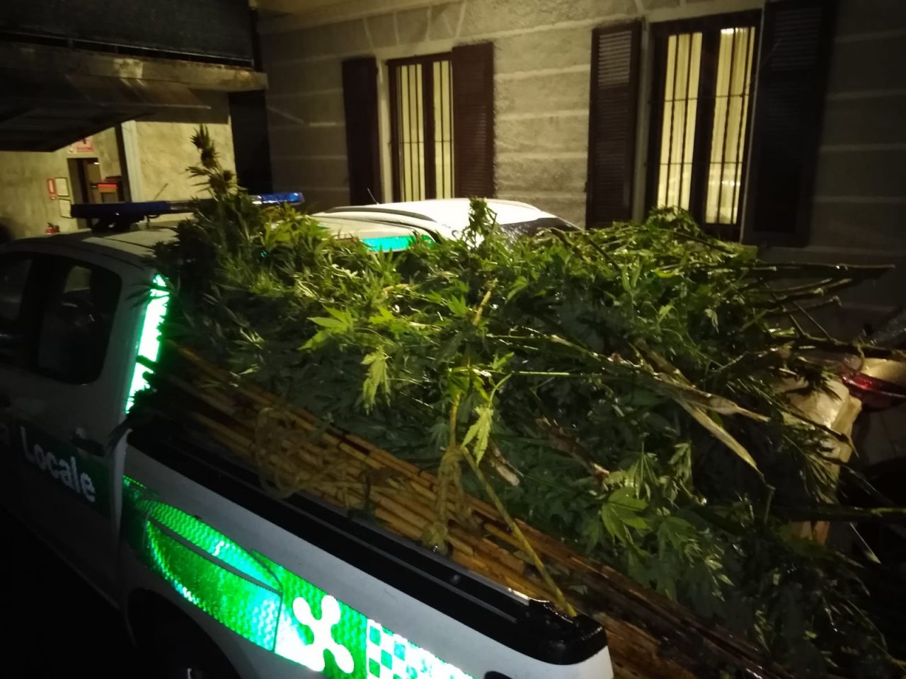 Tre piantagioni di marijuana in Alto Lago: sequestrati oltre 120 chilogrammi di droga FOTO
