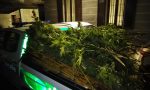 Tre piantagioni di marijuana in Alto Lago: sequestrati oltre 120 chilogrammi di droga FOTO