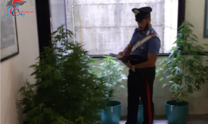 Coltivava piante di marijuana in casa: un arresto e una denuncia