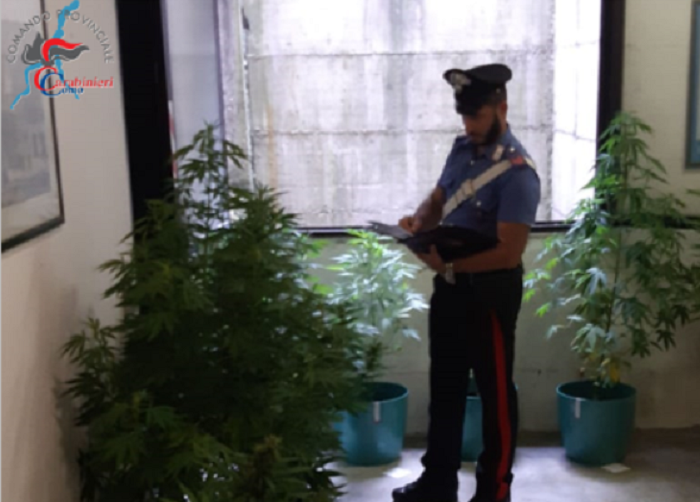 Coltivava piante di marijuana in casa: un arresto e una denuncia