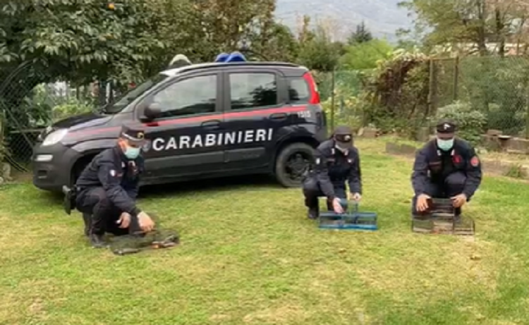Uccelli usati come esche: il responsabile denunciato dai Carabinieri VIDEO