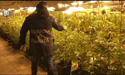 Sequestrate 500 piante di marijuana all'interno di un capannone FOTO e VIDEO