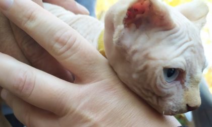 Trasporta animali di dubbia provenienza: multa di oltre 2mila euro