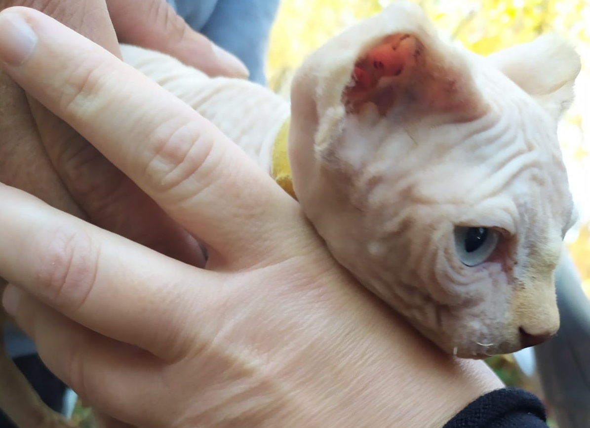 Trasporta animali di dubbia provenienza: multa di oltre 2mila euro