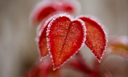 Tempo stabile e un po’ nebbioso. Temperature ancora fredde | Meteo Weekend