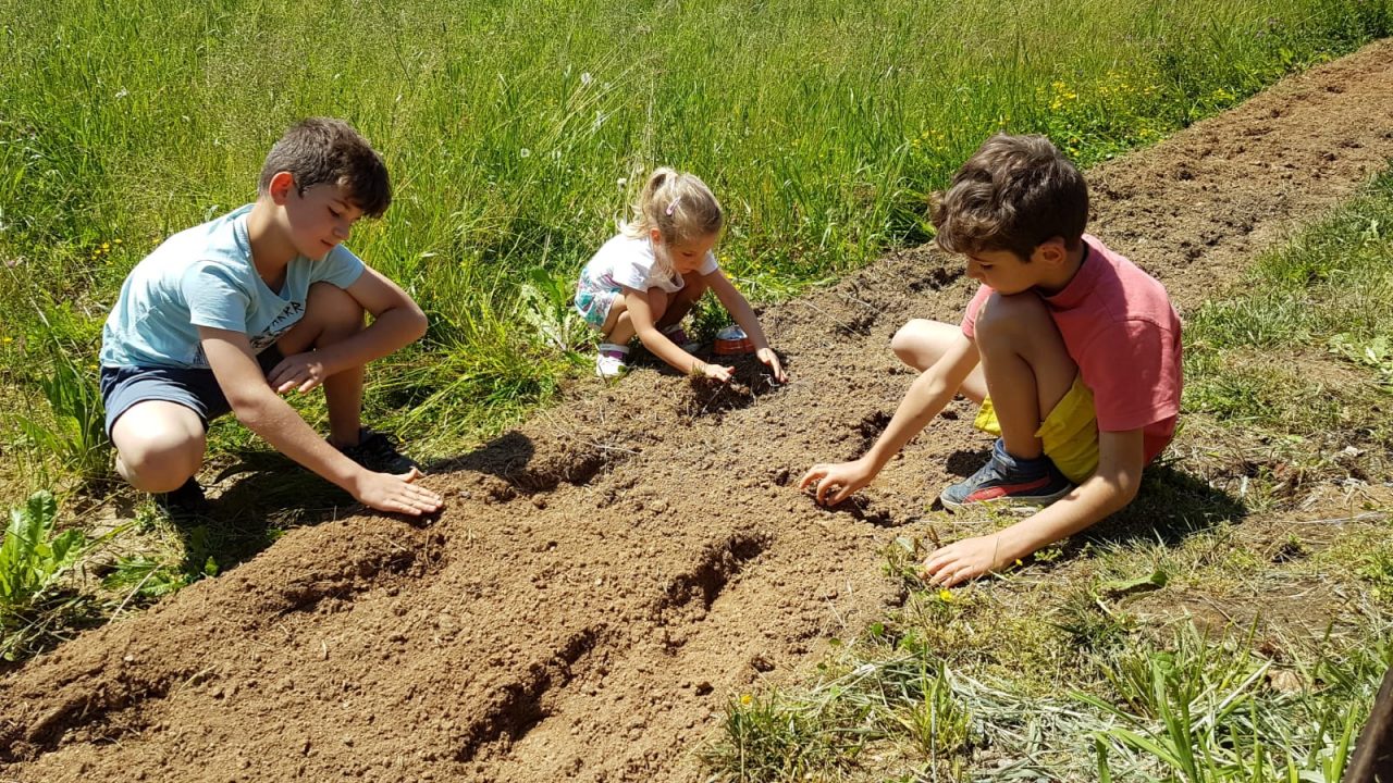 Castelnuovo salva le api: 50 famiglie seminano girasoli STORIE SOTTO L’ALBERO