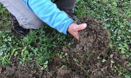 Cinghiali senza controllo: "Dopo il lockdown situazione esplosiva a Lecco e Como"