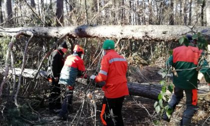 Volontari rimuovono piante cadute sui sentieri del Parco Pineta